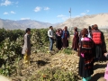 agriculture-and-food-ladakh-DSC02962