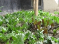 improved-green-houses-06