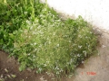 improved-green-houses-07