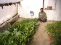 improved-green-houses-08
