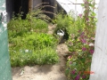 improved-green-houses-09