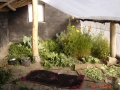 improved-green-houses-12