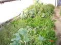 improved-green-houses-15