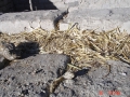 solar-passive-housing-construction-04
